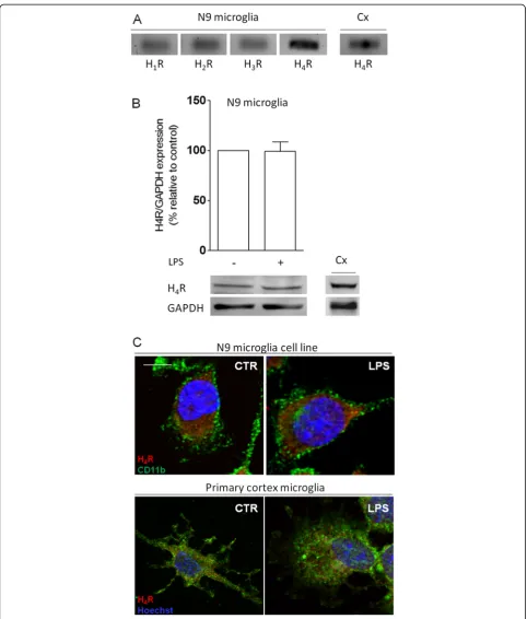 Figure 1 Microglial cells express histamine receptors. (A) Histamine receptor expression analysis by real-time PCR showed that microglial cellsconstitutively express all known histamine receptors – H1R (74 bp), H2R (65 bp), H3R (65 bp) and H4R (109 bp)