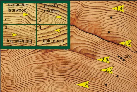 Figure 4.  Photographs of sequoia fire scars and other indicators.  The arrows, numbers and magnified im-ages on the upper left refer to: 1) expanded latewood, 2) growth release, 3) ring wedging, 4) traumatic resin ducts, and 5) fire scars.