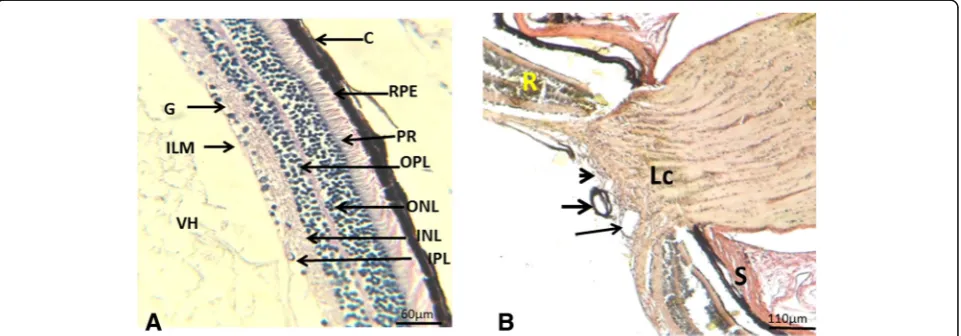 Fig. 4 Histological sections through the lens and iris. a Photomicrograph showing an egg-shaped lens (L), iris (thin arrow), pupil (thick arrow),constrictor muscle (green arrow) ciliary processes (Cp) and Aqueous humor (AH).H&E stain