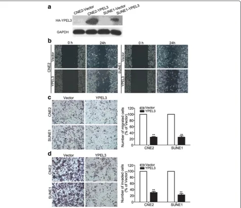 Fig. 2 Effects of YPEL3 overexpression on NPC cell migration and invasion in vitro. a Representative western blotting analysis of YPEL3 overexpressionin CNE-2 and SUNE-1 cells