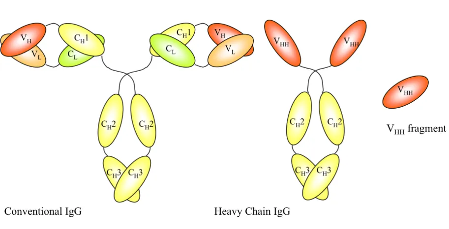 Figure 2Schematical representation of the structure of a conventional IgG, a heavy-chain IgG antibody and the variable heavy-chain anti-heavy-chain (Vheavy-chain domains Cdomain, which is referred to as Vof heavy-chains and lack the light chain completely,