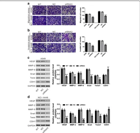 Fig. 4 Knockdown of TRIM11 inhibited the motility and invasiveness of lung cancer cells.** a Migration assay was performed on wild-type (WT) cells,cells transfected with control siRNA (NC) and cells transfected with TRIM11 siRNA3 (siRNA3)