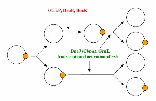 Figure 2Two pathways of heritable λ plasmid replication. Large circles represent plasmid DNA molecules