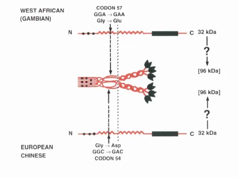 Figure 5.8 Model of the Disruption of MBP Structure Caused by the Codon 54 