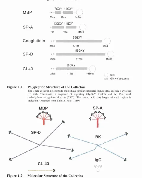 Figure 1.1Polypeptide Structure of the Collectins