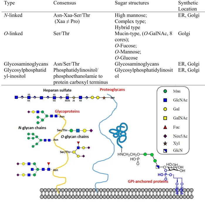 Table 1. 1 Four types of glycoprotein. 