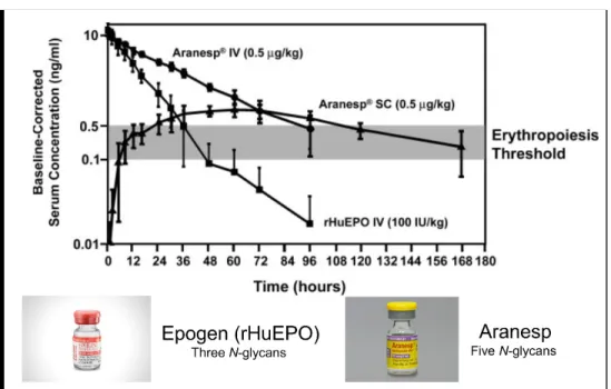 Figure 1. 2 Aranesp has a 3-fold increase in serum half-life compared to rHuEPO. 