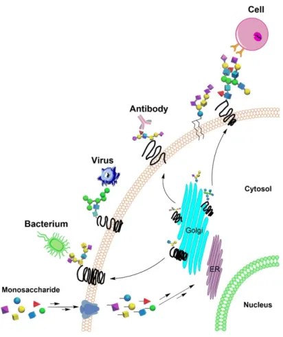 Figure 1. 5 Interactions between glycans and receptors mediate biological processes.  1.2.2  Structural diversity and classification of glycans 