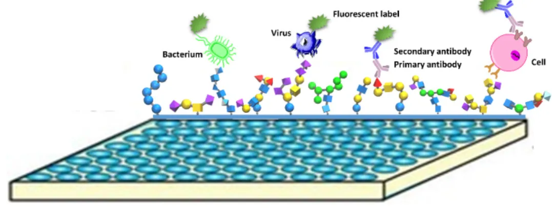 Figure 1. 7 Glycans can be specific bound by proteins, pathogens and cells. 