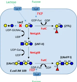 Figure 1. 9 Biosynthetic pathway of LNnFP I from lactose in engineered E. coli cells. 