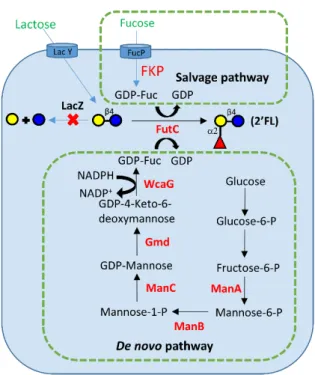 Figure 1. 10 Biosynthesis of 2’-FL by de novo pathway and salvage pathway in engineered E