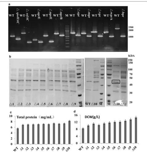 Fig. 1 The overview of SDS-PAGE analysis of ATCC6051 and eleven defective strains at 48 h