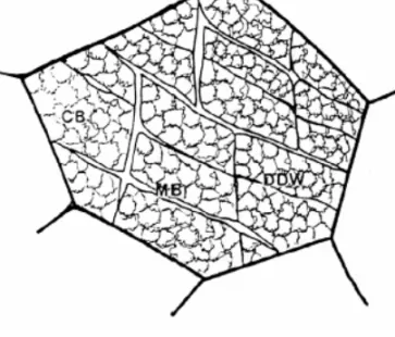 Figure 2.18: Schematic drawing of the early deformation structure in a cell-forming  metal [108].