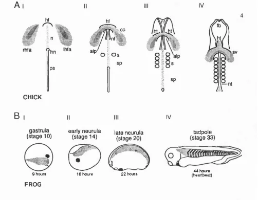 Figure 2. The relative position of the cardiac mesoderm during development 