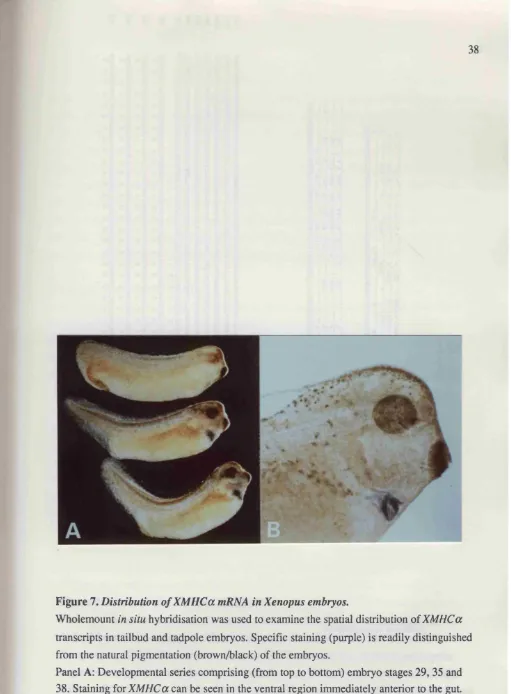 Figure 7. Distribution of XMHCa mRNA in Xenopus embryos.