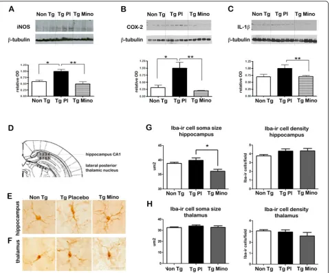Figure 1 Minocycline corrects neuroinflammation in young, pre-plaque Tg miceIL-1treated with minocycline (Tg Mino)