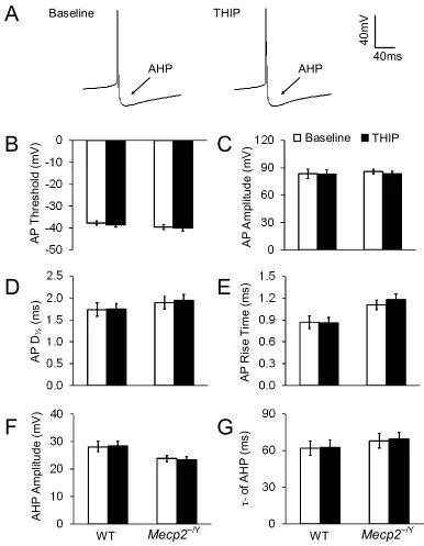 Figure 5- 7. THIP does not affect the morphology of action potential (AP) and afterhyperpolarization (AHP) in either WT or Mecp2-null neurons