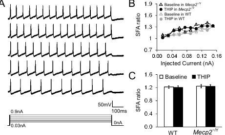 Figure 5- 8. THIP does not affect the spike frequency adaptation (SFA) in either WT or Mecp2-null neurons