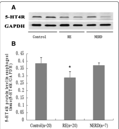 Figure 4 Relative expression of serotonin reuptake transporterA significantly higher level of SERT mRNA was detected in samplesfrom both RE rats and NERD rats compared to controls (*(SERT) mRNA levels in the esophageal tissue of rats with refluxesophagitis