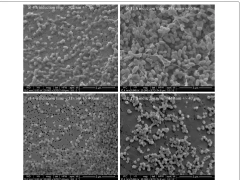 Fig. 2 Extracted IBs filtered onto Au coated polycarbonate filter and analyzed using SEM for 4 h induction time and 12 h induction time