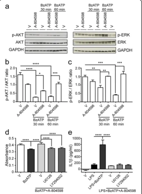 Fig. 8 AKT and ERK pathways are involved in BzATP-induced P2X7activation. a–c BzATP was applied to microglial culture for 30 min or1 h in the absence or presence of A-804598