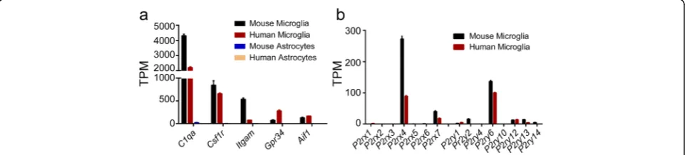 Fig. 1 P2RX and P2RY family expression in microglia.microglia. a mRNA levels of microglial marker genes were measured by RNA-seq in human and mousemicroglia and astrocytes
