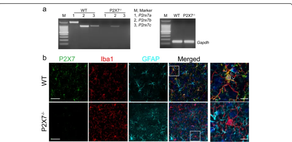 Fig. 2 Regulation of P2X7 expression in microglia.change compared to vehicle. All experiments were carried out in triplicate and repeated twice independently