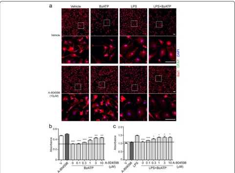 Fig. 6 P2X7 antagonist attenuates BzATP-induced microglial cell death. Microglia were pre-treated with different concentrations of P2X7 antagonistCCK-8 kit.nuclei