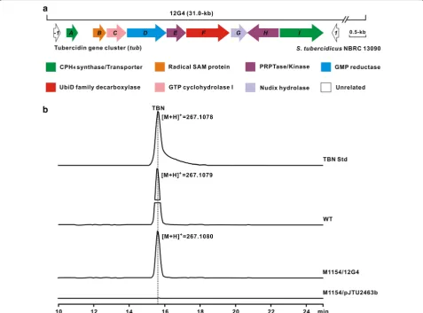 Fig. 2 Genetic organization and validation of the gene cluster (tub) for TBN biosynthesis