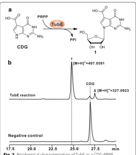 Fig. 3 Biochemical characterization of TubE as a CDG‑PRPP 177.9827, 194.9009, 292.0454, and 309.9970, which are fully consistent with the theoretical fragmentation pattern of dephosphorylated presence of PRPP and CDG