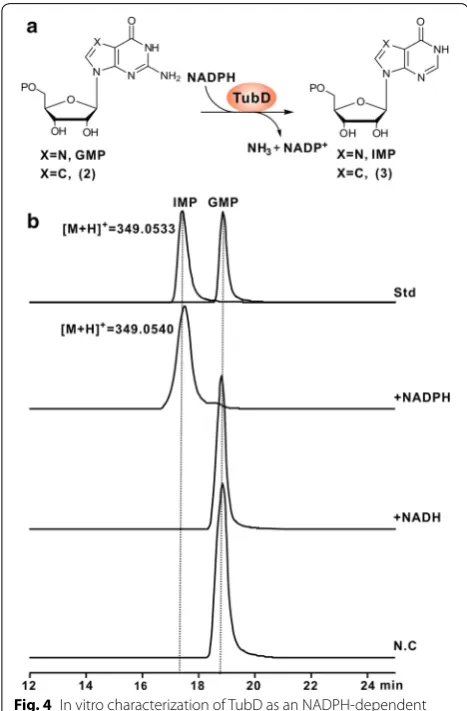Fig. 4 In vitro characterization of TubD as an NADPH‑dependent reductase. a Schematic of the TubD‑catalyzed reaction in the presence of the redox cofactor NADPH