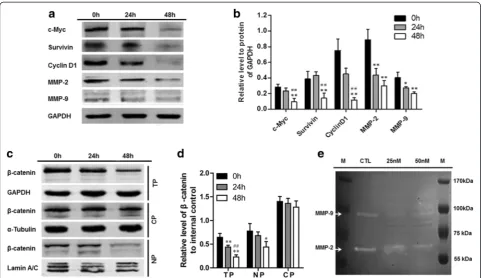 Fig. 6 Western blotting and gelatin zymography. a The protein expression levels of the relevant downstream molecules in the Wnt/β-cateninpathway after the treatment of U2OS cells with 50 nM oleandrin for 0, 24 and 48 h as determined by western blotting