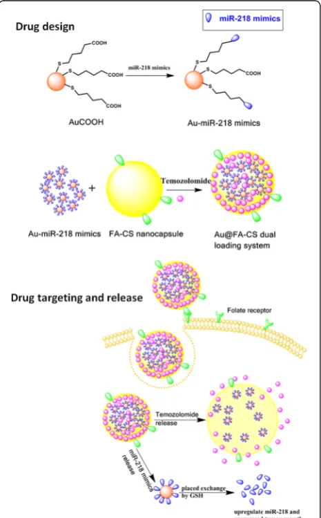 Fig. 1 Schematic of drug design and drug release schedule
