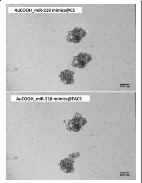 Fig. 2 Morphology study of AuCOOH_miR-218 mimics@CS,AuCOOH_miR-218 mimics@FACS nanogels by TEM