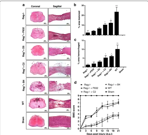 Fig. 1 Specific IgM mAbs restore injury in otherwise protected Rag1differences were seen between Rag1percentage of total area of each section analyzed