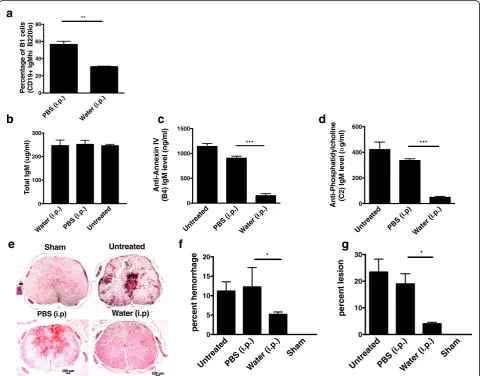 Fig. 3 B1 B cell depletion reduces circulating levels of neoepitope-specific natural IgM Abs and protects against SCI.nfand expressed as percentage of total area of each section analyzed