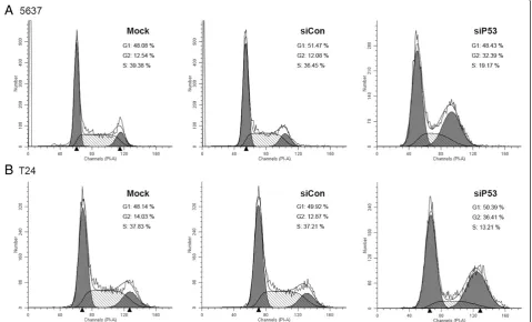 Figure 4 Treatment with 50 nmol/l small interfering (si)P53 induced G2-phase cell cycle arrest in human bladder cancer cells detectedby flow cytometry