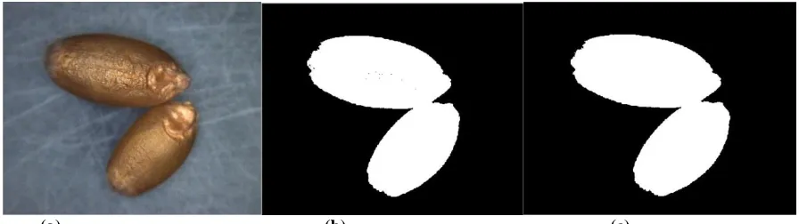 Fig 1. (a) Input image with 2 wheat grains (b) Binary image of input image (c) Pre-processed image from binary image
