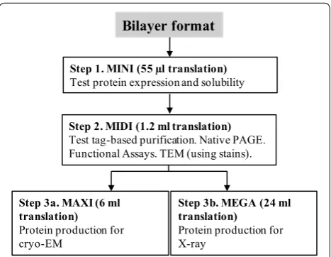 Fig. 1 Experimental workflow for the cell-free expression platform used in this study