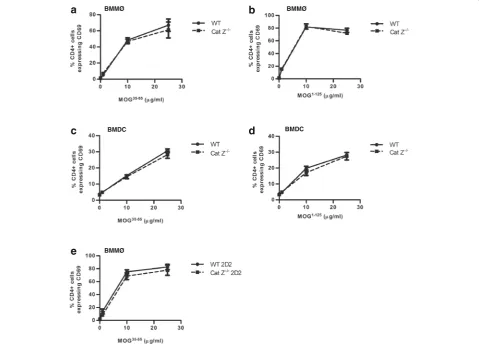 Fig. 3 Cathepsin Z-deficiency does not affect the efficiency of MOG antigen processing or presentation in BMMØ and BMDC, or the efficiency ofMOG-specific CD4+ T cell activation