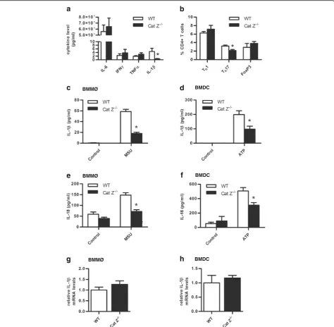 Fig. 5 Mice deficient in cathepsin Z have dramatically reduced circulating IL-1β during EAE and attenuated Th17 responses in vivo; consistently,APCs deficient in cathepsin Z are unable to efficiently generate IL-1β and IL-18 in vitro