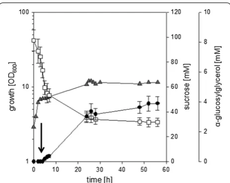 Fig. 3 αGG accumulation during cultivation of C. glutamicum IMglgA ΔotsA (pEKEx3-ggpSP) in small-scale bioreactors in CgC minimal medium with 2% sucrose