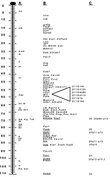 Figure 1.1 A consensus linkage map of mouse Chromosome 2. The loci listed in column A represent 27 