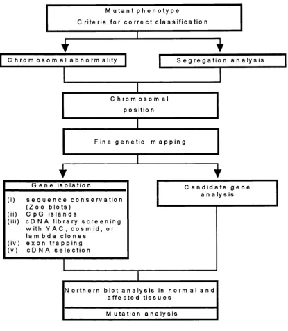 Figure 1.4 A schematic outline of the steps involved in positional cloning.