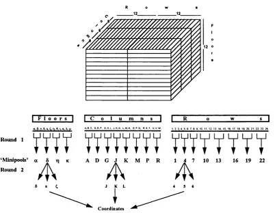 Figure 2.3 Schematic outline of the screening of the two mouse YAC libraries. This figure shows only one stack