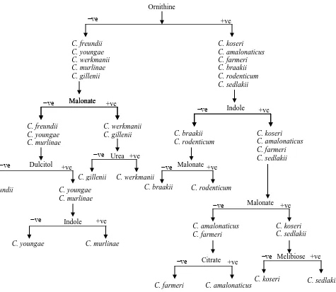 Figure 1: Identification Key for Citrobacter Species  