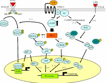Figure 6. Pathway of VIP signal transduction and inflammatory-response regulation. 
