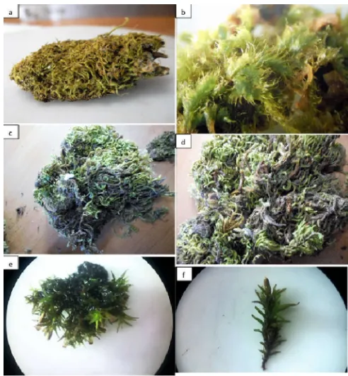 Figure 5. Photographic illustrations of epiphytic bryophytes in Ifrane National Park: a: Stand of substrate