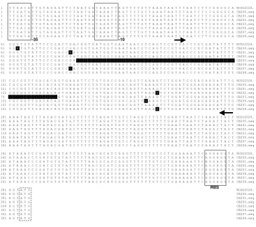 Figure 2Alignment of the rib operon regulatory region of Lc. mesenteroides NCDO2028 and seven different mutants isolatedAlignment of the rib operon regulatory region of Lc