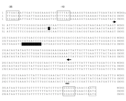 Figure 5Alignment of the rib operon regulatory region of Lb. plantarum NCDO1752 and the two mutants isolatedAlignment of the rib operon regulatory region of Lb
